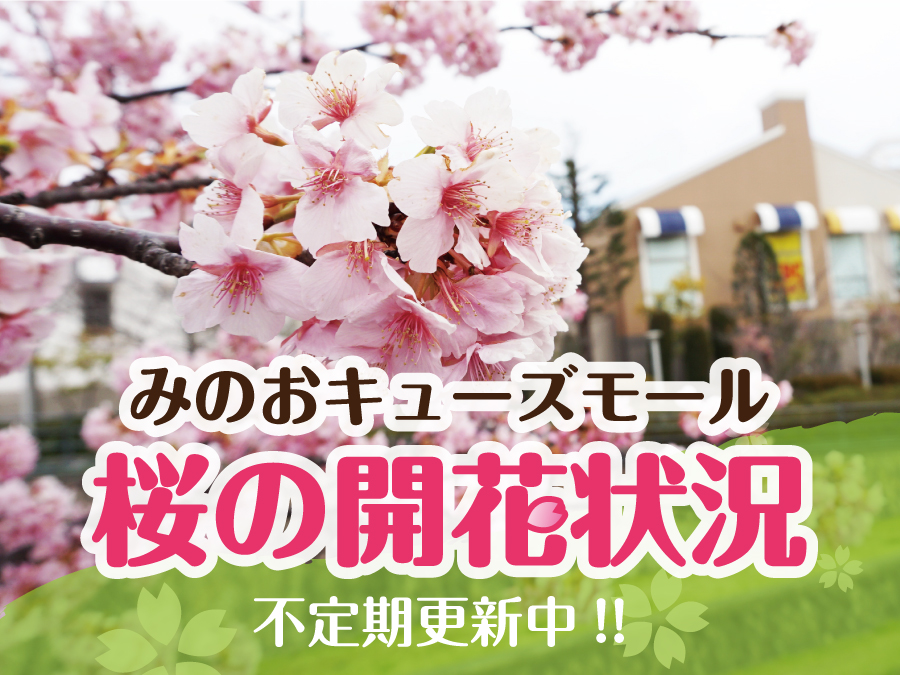 桜の開花状況